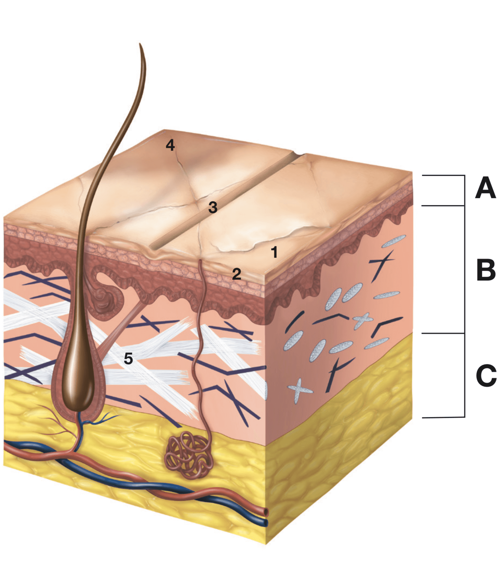 illustration of older skin layers