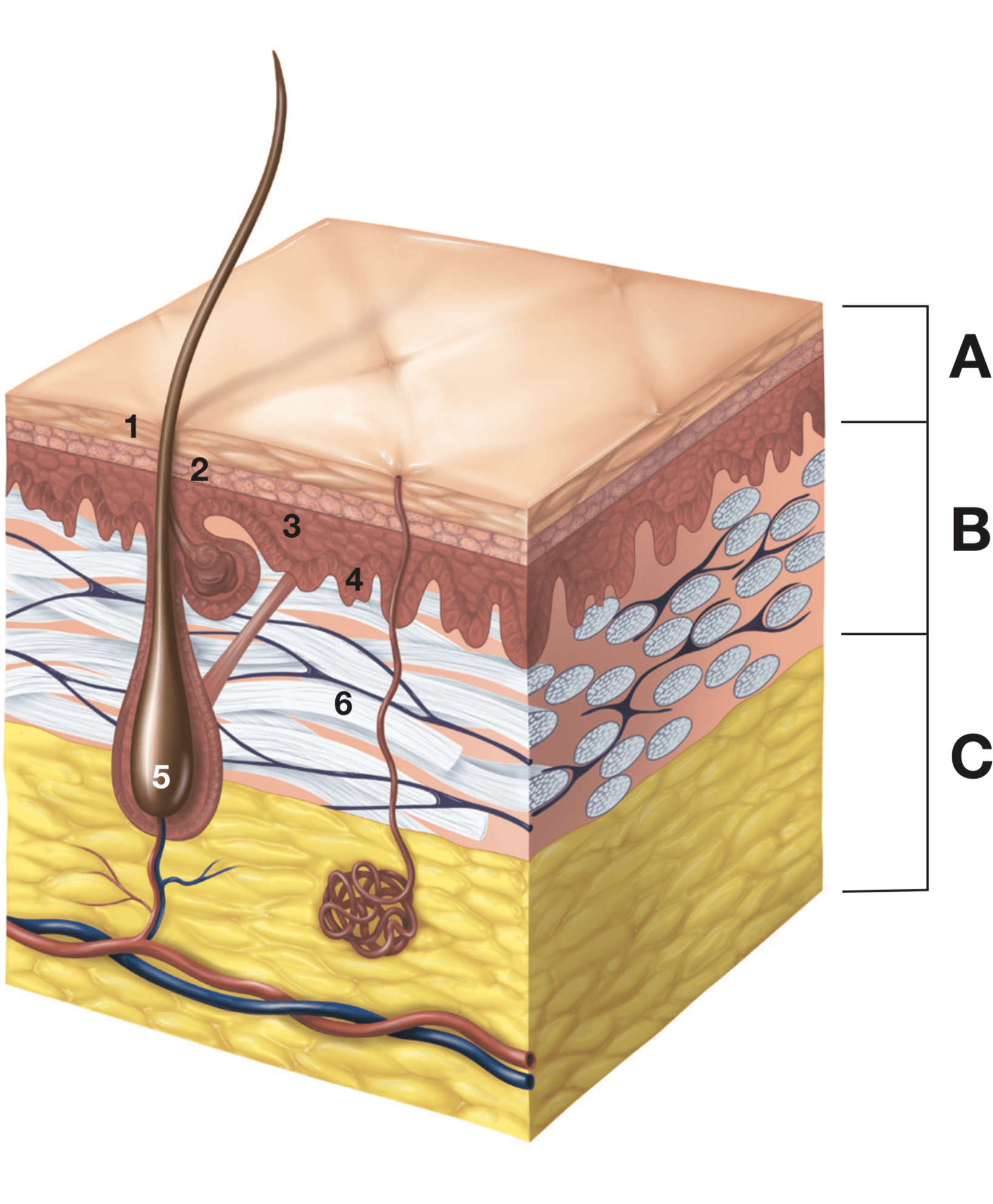 illustration of younger skin layers